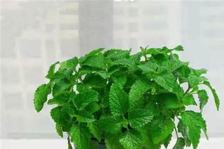 薄荷用懒人盆还是加仑盆好