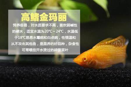 不同颜色玛丽鱼能配对吗