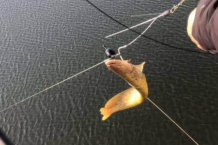 黄河钓鲶鱼线组