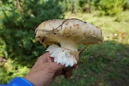 不新鲜的蘑菇有毒吗