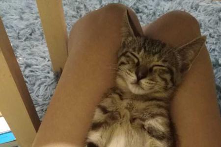 狸花猫为什么生一窝