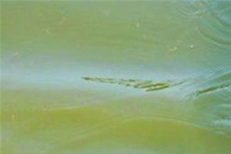 冲钓青波鱼是钓底还是钓浮