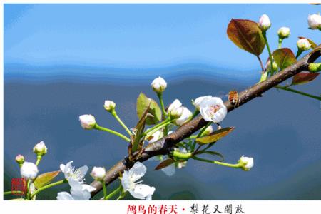 花如绣什么意思