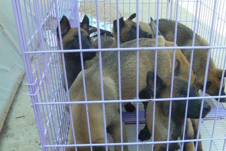 马犬咬合力多少磅