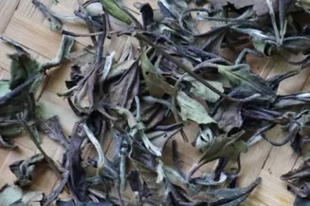 广西白茶和福鼎白茶区别