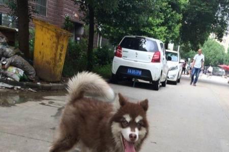 红毛阿拉斯加怎样看纯不纯