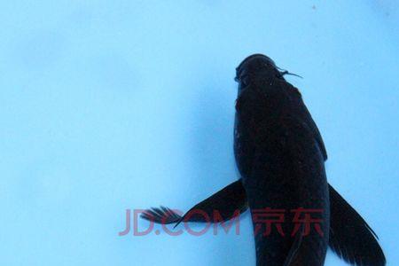 什么鱼吃的和锦鲤一样的鱼料