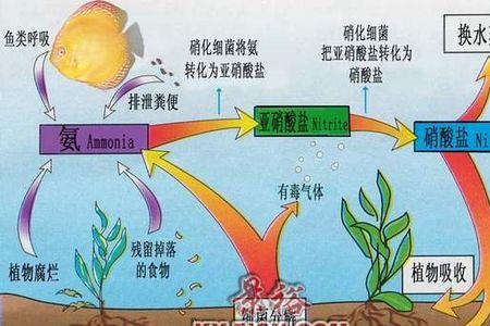 物理棉可以培育硝化细菌吗