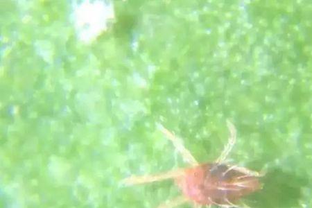 捕食螨和红蜘蛛怎么区别