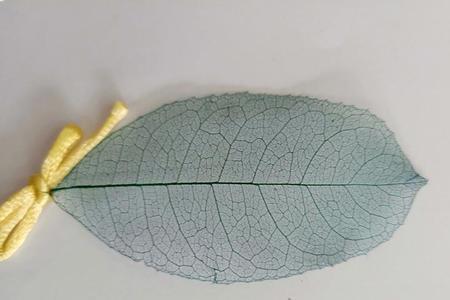 制作叶脉书签用盐可不可以煮