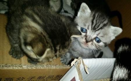 虎斑猫不吃猫粮怎么办