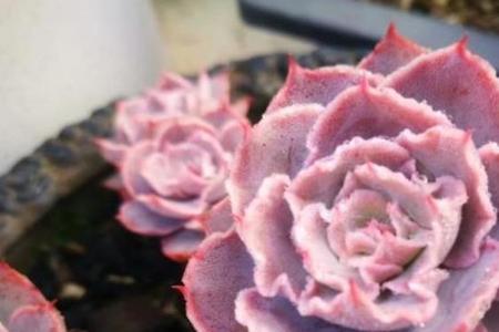 多肉紫雾和淡雪哪个皮实好养