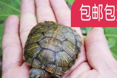 巴西红耳龟什么开始吃