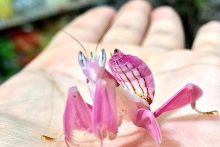 兰花螳螂吃蚂蚁吗
