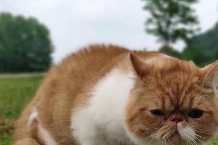 什么都可以变出来的猫叫什么