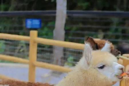 去龙虎山要带身份证吗