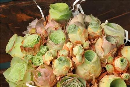 潘多拉山地玫瑰什么时候浇水