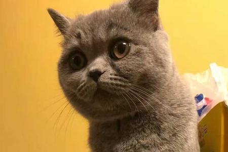如何养英短蓝猫能粗养吗