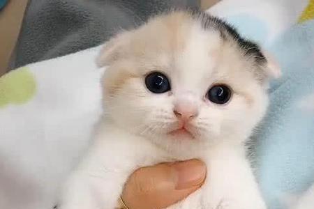 一岁的猫可以喝什么奶