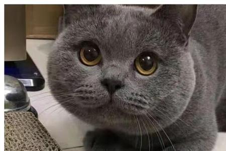 一岁蓝猫脸尖还能变圆吗