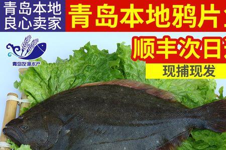 牙片鱼和牙鳎鱼的区别