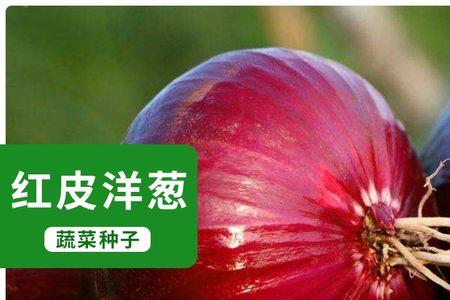苏南地区洋葱什么时候播种