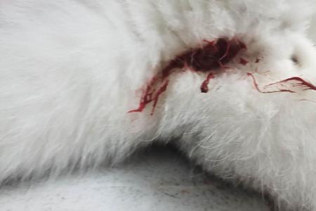 猫咪内驱多久能恢复
