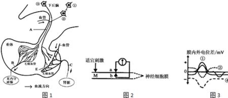 关于兴奋性突触传递的叙述