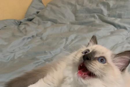 四斤布偶猫吃多少