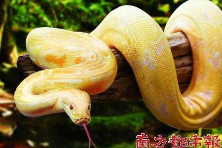 黄金蟒的天敌