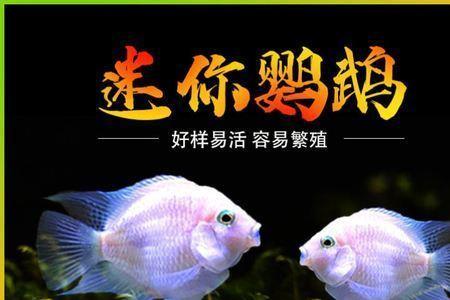 迷你鹦鹉鱼怎么不蓝