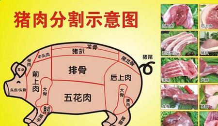 猪肉身上哪一块蛋白质最高
