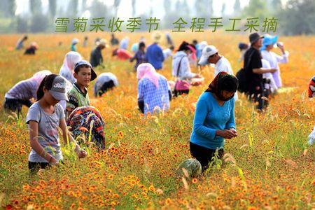 东北什么时候能采摘昆仑雪菊