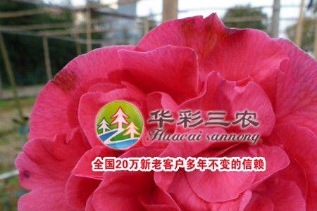 哪里产的克瑞墨是正品