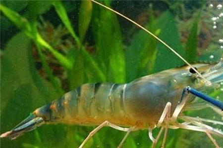 淡水对虾养殖技术