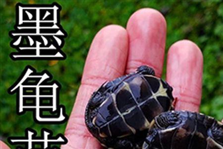 墨龟初墨苗怎么养