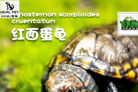圆澳龟苗2-3cm可以深水养吗