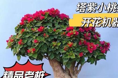 小桃红三角梅优缺点