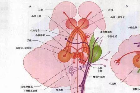 有什么生物有次级大脑