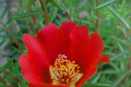 花喜欢阳光还是