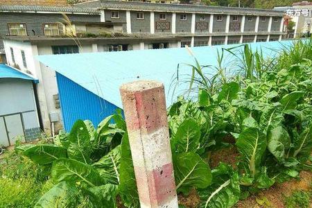 山东牛皮菜种植时间