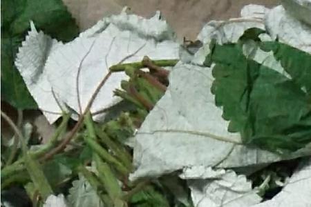 芝麻叶烙馍的做法