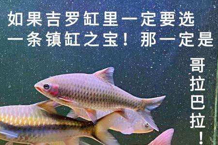 一线金吉罗鱼能长多大
