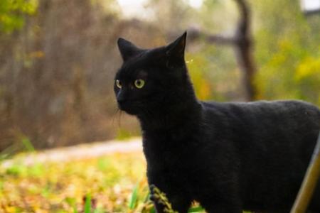 黑猫性格优缺点