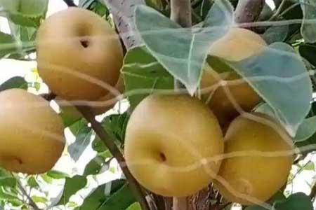 秋月梨开的什么颜色的花