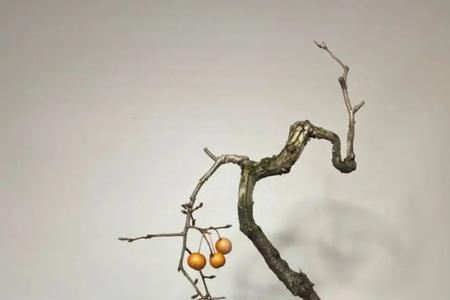 糖梨盆景挖桩什么时候