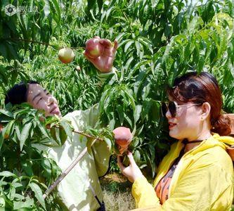 江西九江适合种植什么水果