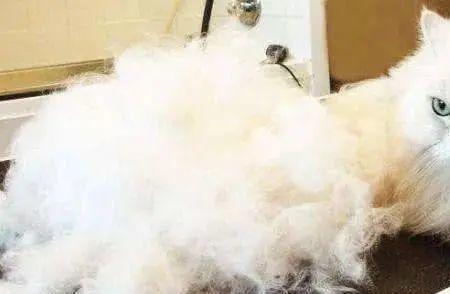 长毛猫成年毛会变长吗