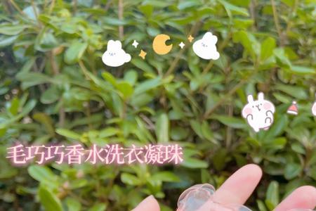 洗衣凝珠被弄湿了怎么办