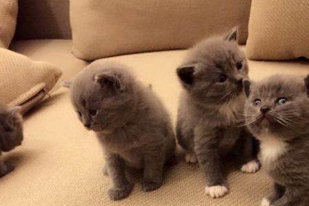 母蓝猫配金点会生什么